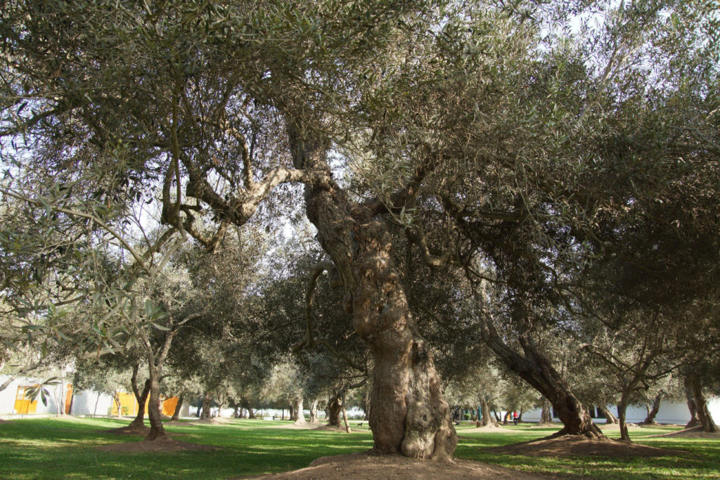 Live Trees in Lima