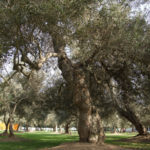 Live Trees in Lima