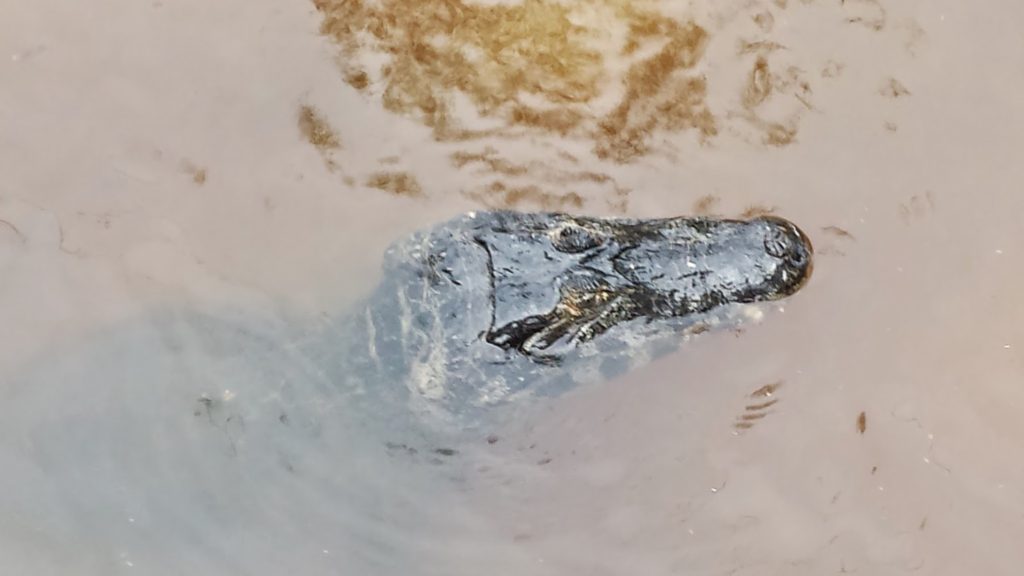 Alligator head in water