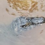 Alligator head in water
