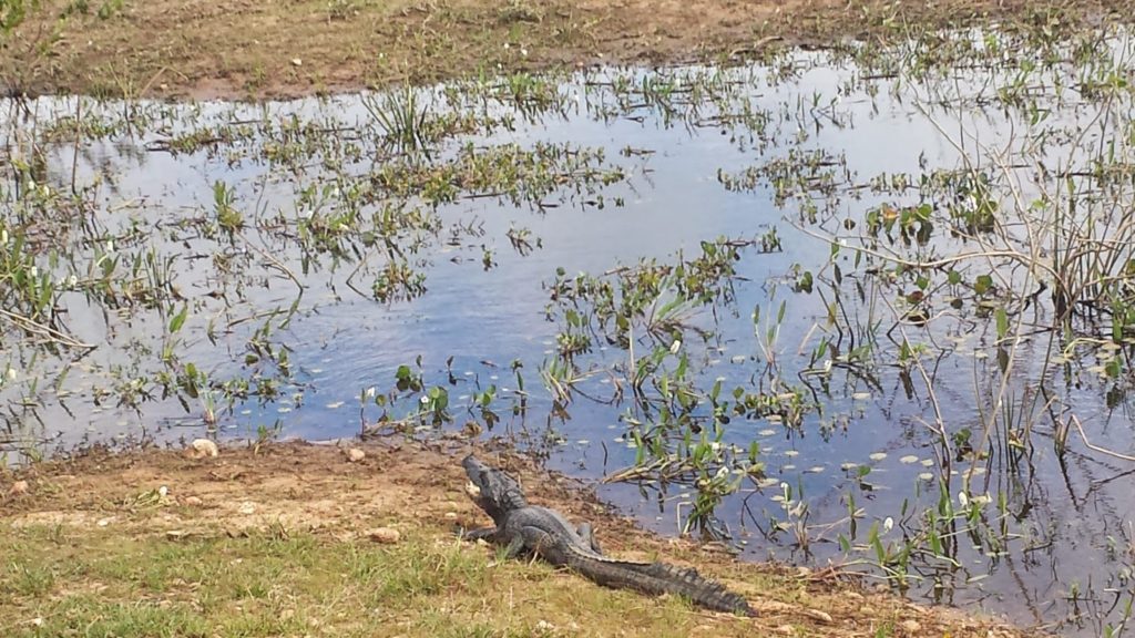 Pantanal alligator