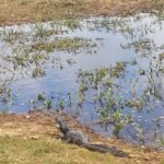 Pantanal alligator