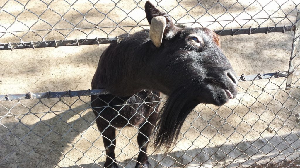 Argentina goat