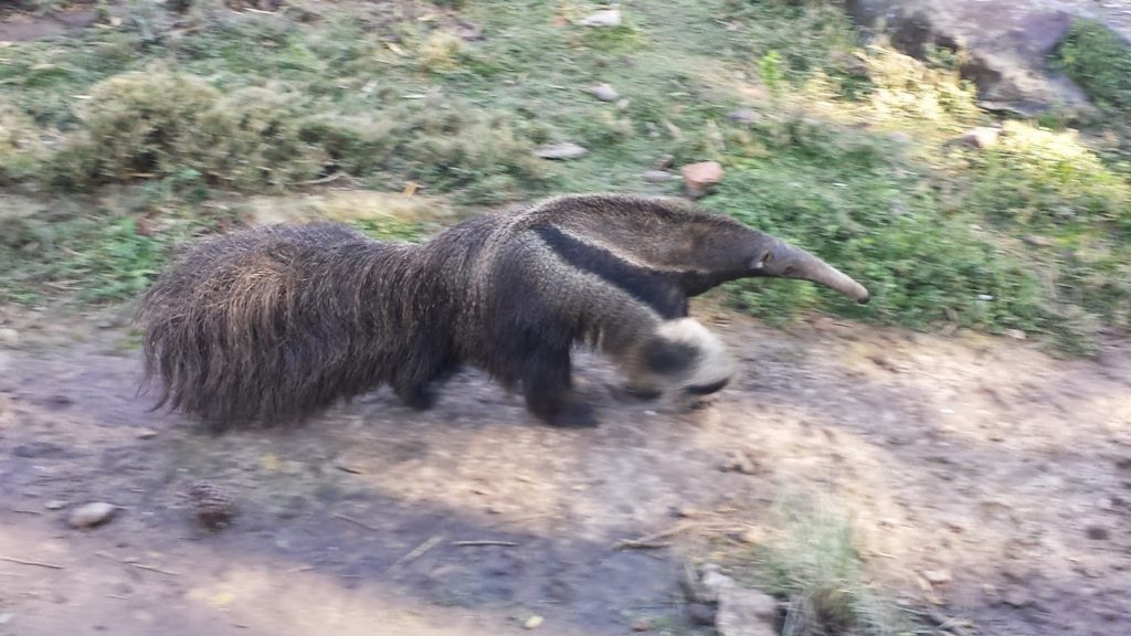 Anteater - Argentina Zoo