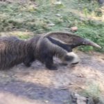 Anteater – Argentina Zoo