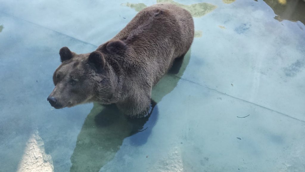 Bear - Argentina Zoo