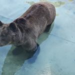 Bear – Argentina Zoo