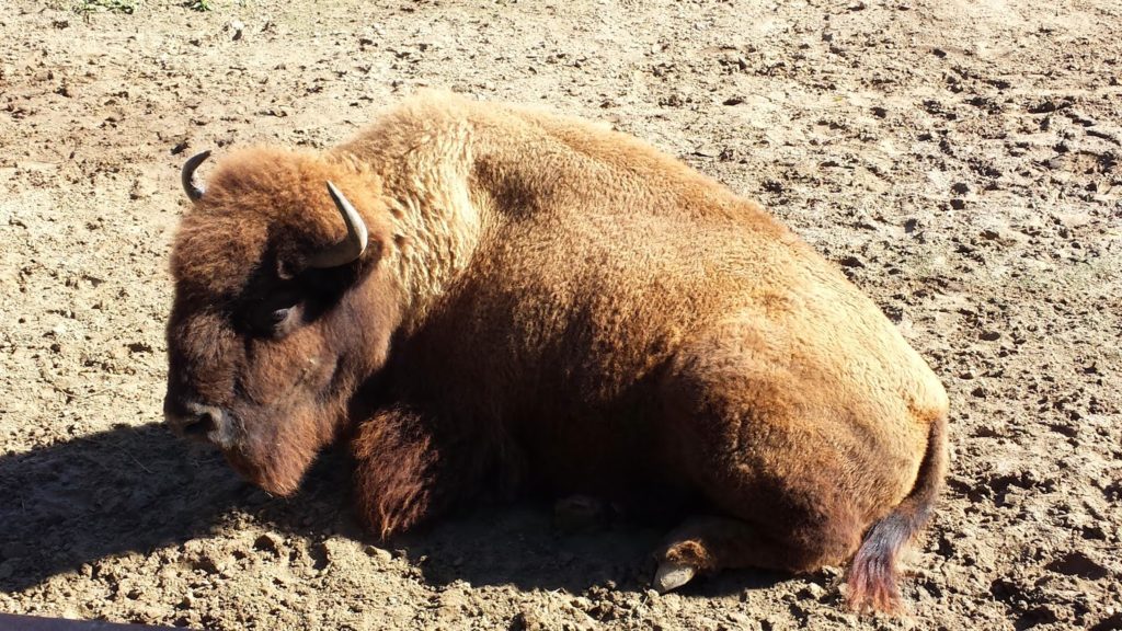 Bison - Argentina Zoo
