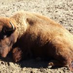 Bison – Argentina Zoo
