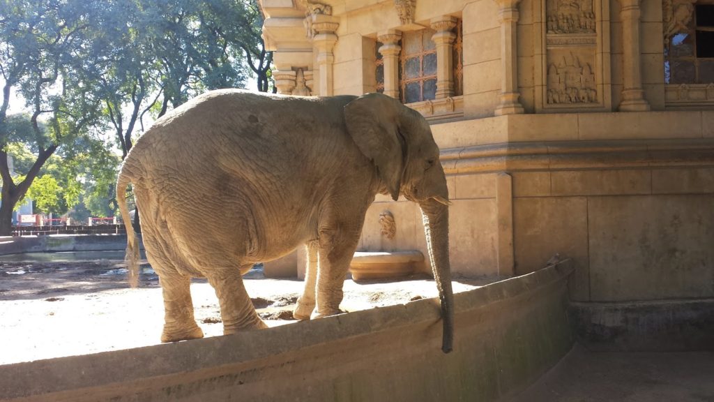 Elephant - Argentina Zoo