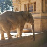 Elephant – Argentina Zoo