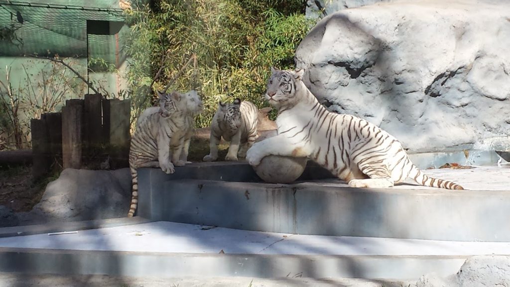 Tigers - Argentina Zoo