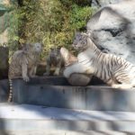 Tigers – Argentina Zoo