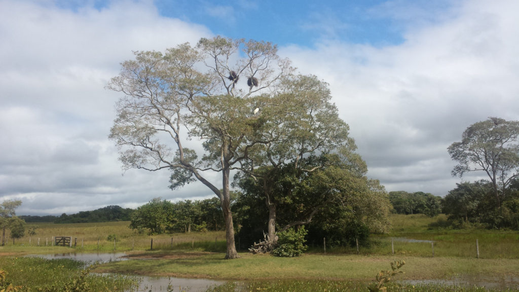 Birds nest at Pantanal