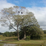Birds nest at Pantanal