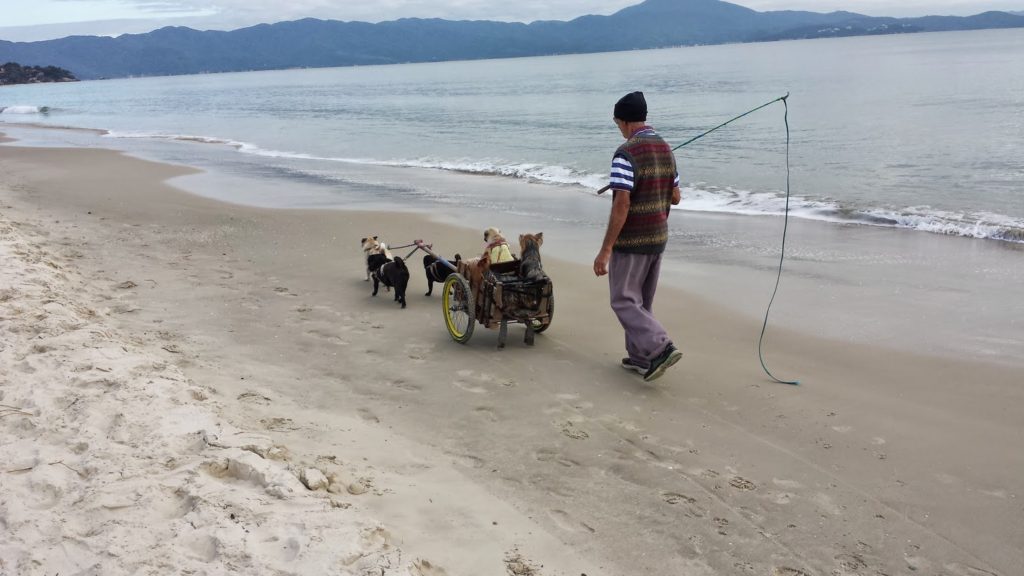 Brazil Dog Sled