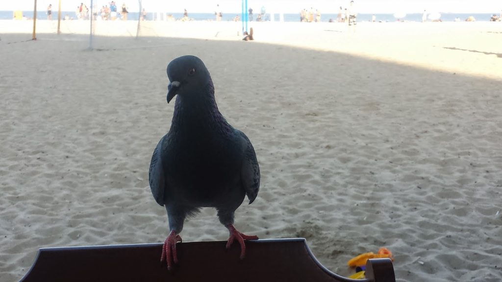 Cheeky seagull in Rio