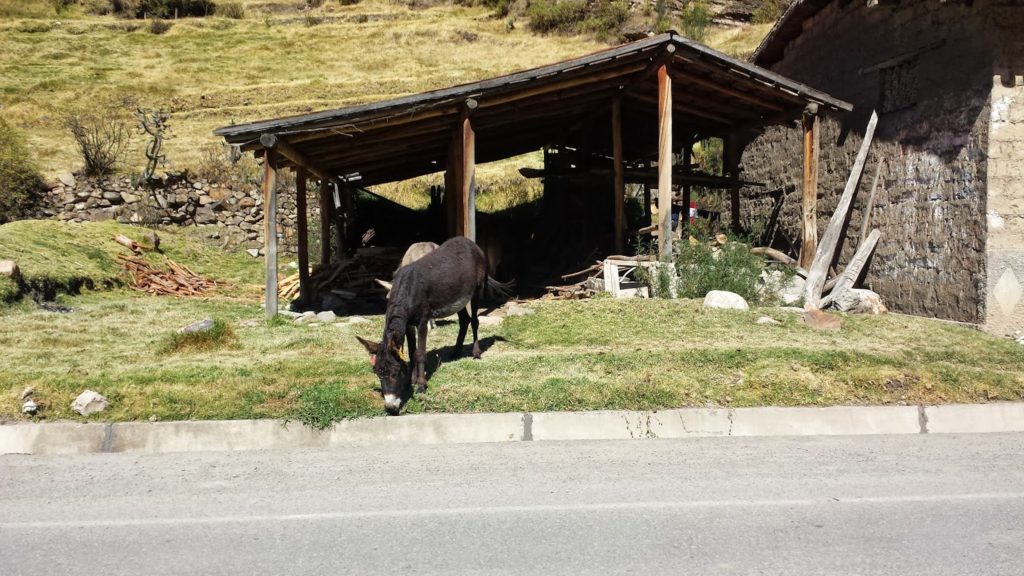 Donkey on the side of the road