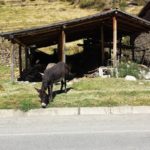 Donkey on the side of the road
