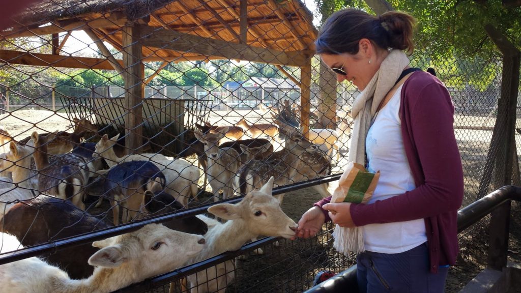 Linnie feeding animals