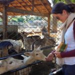 Linnie feeding animals