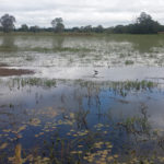 Pantanal wet lands