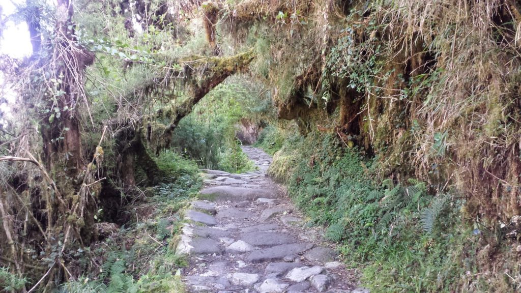 Rocky green path