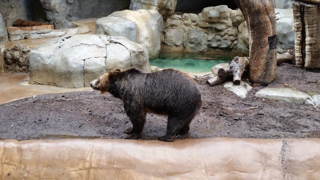Bear - San Diego Zoo