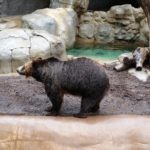 Bear – San Diego Zoo
