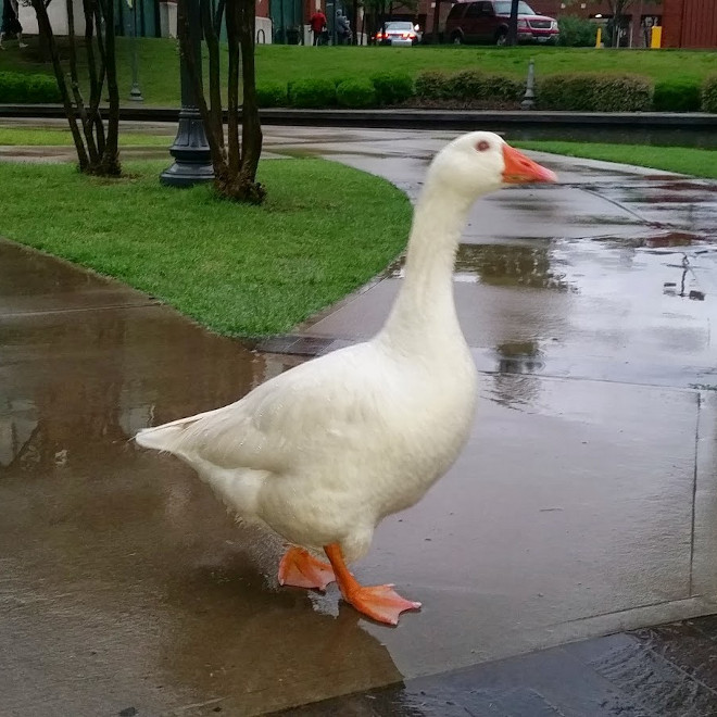Duck in Oklahoma City