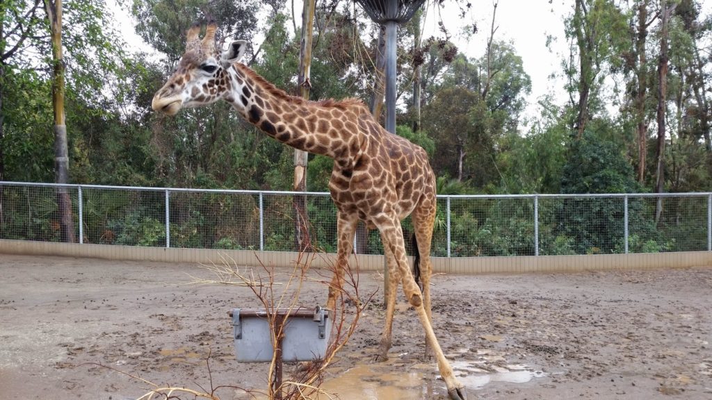 Giraffe - San Diego Zoo