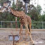 Giraffe – San Diego Zoo