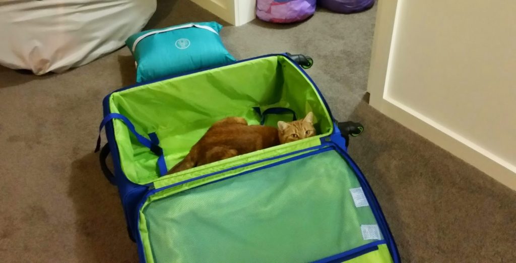 Lily in our suitcase