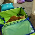 Lily in our suitcase