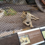 Lion – San Diego Zoo