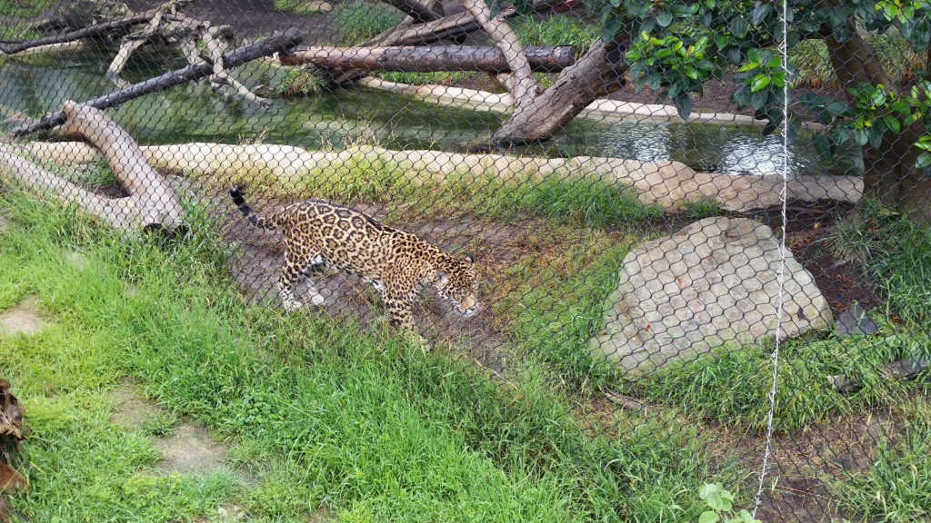 Tiger - San Diego Zoo