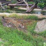 Tiger – San Diego Zoo