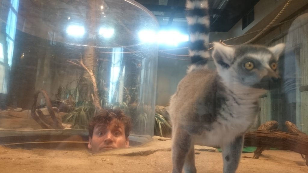 Adam Lemur