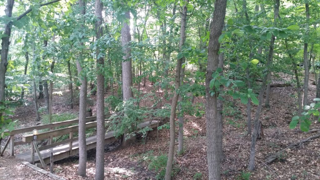 Cherry Hill Park woods