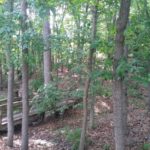 Cherry Hill Park woods