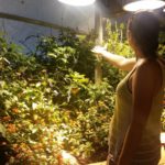 Linnie Butterfly Enclosure