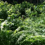 Linnie in Jungle