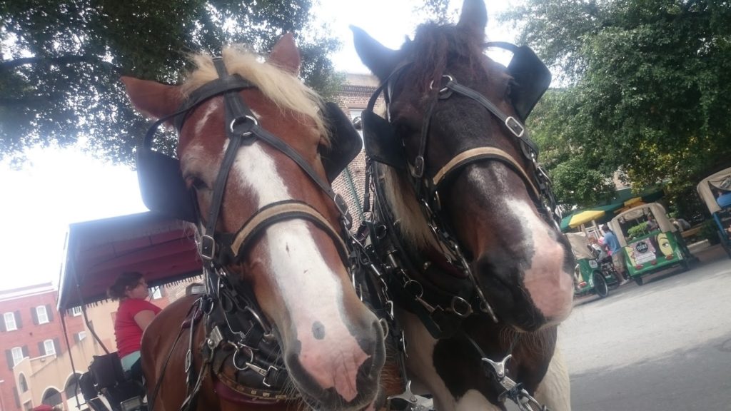 Savannah horses