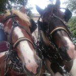 Savannah horses