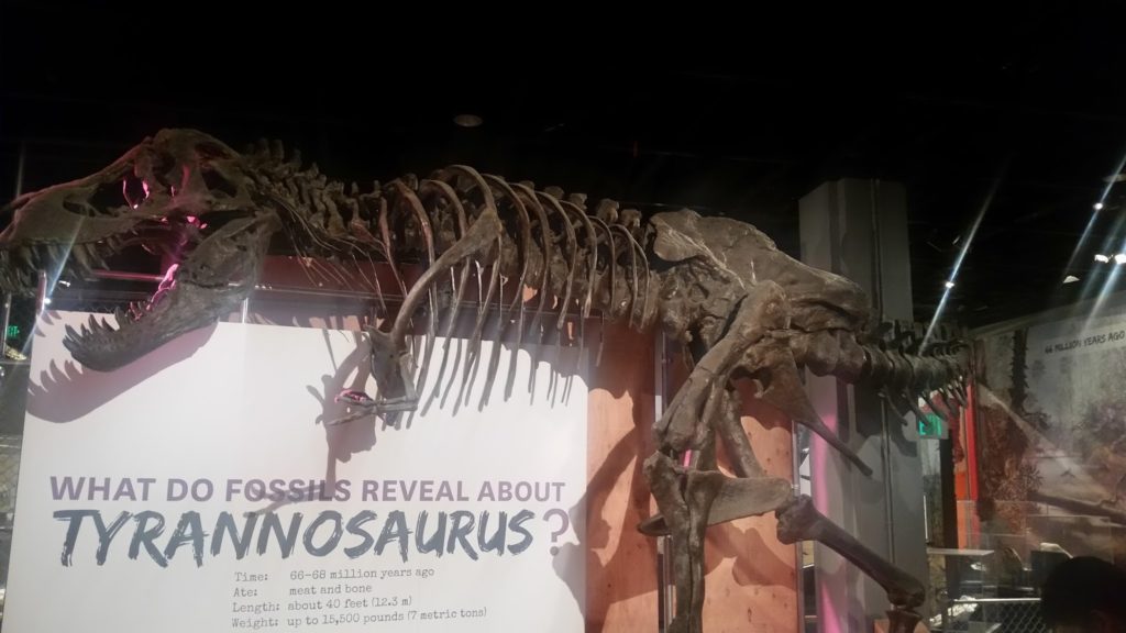 T-Rex skeleton
