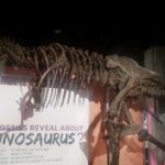 T-Rex skeleton