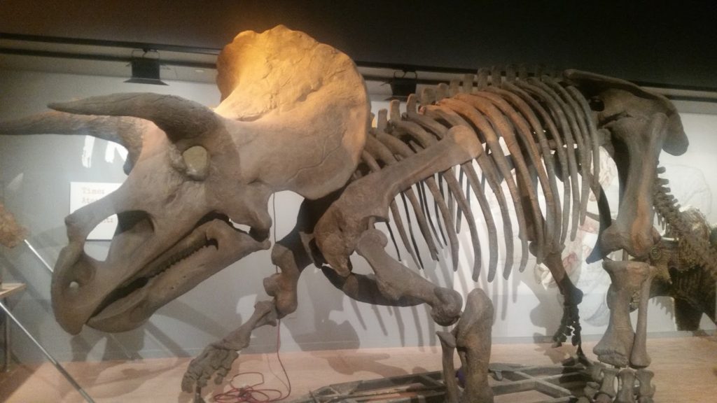 Triceratops skeleton