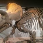 Triceratops skeleton