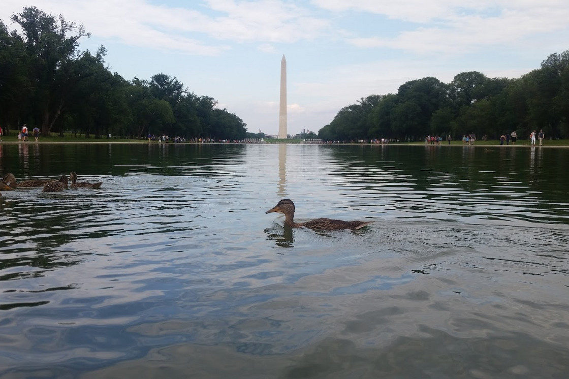 Washington duck