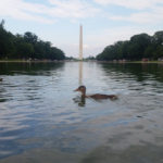Washington duck